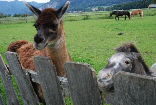 Dorf der Tiere